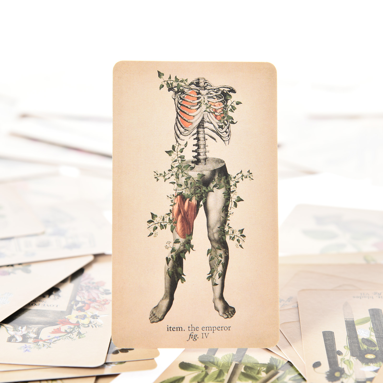 The Antique Anatomy Tarot Card - Tarot Deck With Guidebook ulasan dan harga